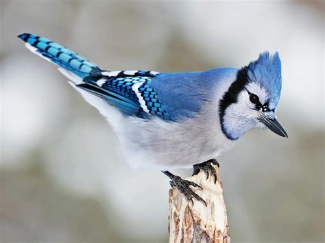 blue jay bird species